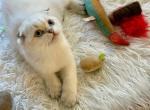 Bisquit - Scottish Fold Kitten For Sale - 