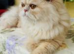 Goldie of Towercastle - Persian Kitten For Sale - 