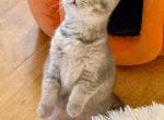 Sally - British Shorthair Kitten For Sale - 