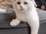 Blue Bicolor female - Ragdoll Kitten For Sale - 