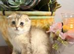 Princess - Scottish Fold Kitten For Sale - 