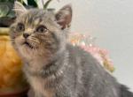 Stormy - British Shorthair Kitten For Sale - 