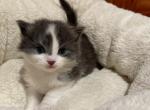 SMOKE - Domestic Kitten For Sale - Harwood Heights, IL, US