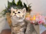 Layla - British Shorthair Kitten For Sale - 