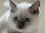 Gigi ragdoll - Ragdoll Kitten For Sale - Cutler Bay, FL, US