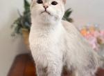 Queen - British Shorthair Cat For Sale - Orlando, FL, US