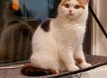 Dana - Scottish Straight Cat For Sale - 