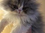 Female Persian - Persian Kitten For Sale - MA, US