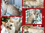 Carrie Seal Mink - Bengal Kitten For Sale - Morgantown, IN, US