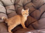 Pure breed kittens - Scottish Straight Kitten For Sale - Inman, SC, US