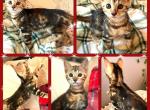 Charlotte Brown Marble - Bengal Kitten For Sale - Morgantown, IN, US