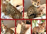 Mr Big Brown Spotted - Bengal Kitten For Sale - Morgantown, IN, US