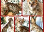 Stanford Brown Spotted - Bengal Kitten For Sale - Morgantown, IN, US