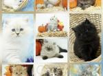 CFA Kittens Expected January February - Persian Kitten For Sale - FL, US