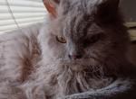 Lilac curly Selkirk rex female - Selkirk Rex Cat For Sale - Woodburn, IN, US