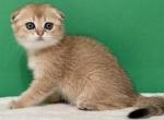 Asol golden fold - Scottish Fold Kitten For Sale - 