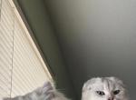 Perlas litter - Scottish Fold Kitten For Sale - North Las Vegas, NV, US