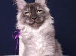 Mostang Polydactyl - Maine Coon Kitten For Sale - Gurnee, IL, US