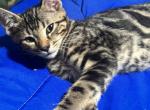 Polo - Bengal Kitten For Sale - 