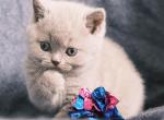 Biscuit - British Shorthair Kitten For Sale - 