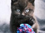 Ms Coco - British Shorthair Kitten For Sale - 