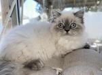 Fiona - Persian Kitten For Sale - 