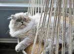 Ava - Scottish Fold Kitten For Sale - 