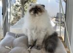 Alisa - Scottish Fold Kitten For Sale - 