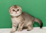 Caramel Ticked Girl - Scottish Fold Kitten For Sale - 