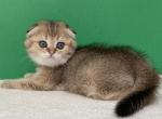 Caramel Ticked Girl - Scottish Fold Kitten For Sale - 