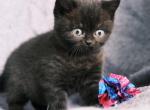 Fudge - British Shorthair Kitten For Sale - 