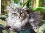 Maine Coon Silver  Female - Maine Coon Kitten For Sale - Orlando, FL, US