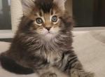 Diva - Maine Coon Kitten For Sale - Houston, TX, US