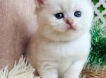 Harry - British Shorthair Kitten For Sale - New York, NY, US