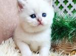 Hugo - British Shorthair Kitten For Sale - Fairfax, VA, US