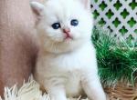 Harry - British Shorthair Kitten For Sale - Fairfax, VA, US