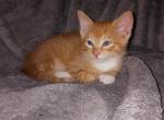 Orange Cat 1 - Domestic Kitten For Adoption - MS, US