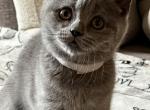 Bruno - British Shorthair Kitten For Sale - New York, NY, US