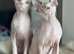 Swanky Females - Sphynx Kitten For Sale - Hemet, CA, US