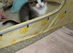 Star Burst - Domestic Kitten For Adoption - Colorado Springs, CO, US