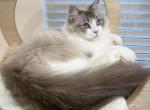 Adorable Seal Lynx Bicolor girl - Ragdoll Cat For Sale - Los Angeles, CA, US