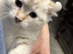 Daisy Female - Highlander Kitten For Sale - Absarokee, MT, US