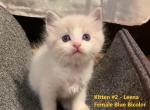 Leena Female Blue Bicolor - Ragdoll Kitten For Sale - 