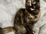 Daisy female Maine Coon - Maine Coon Kitten For Sale - Wisconsin Rapids, WI, US