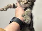 Henry - Highlander Kitten For Sale - Absarokee, MT, US