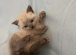 Shadow - Siamese Kitten For Sale - Battle Ground, WA, US