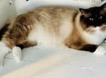 STUD SERVICE - Ragdoll Cat For Sale/Service - 