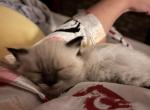 READY DECEMBER 11 Gucci and Duke - Ragdoll Kitten For Sale - 