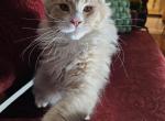 Orange - Maine Coon Kitten For Sale - 