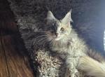 Autumn - Maine Coon Kitten For Sale - 